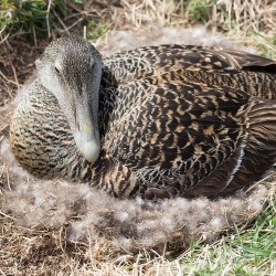 NÓRDICO FERDOWN-GOBI EIDER DE ISLANDIA